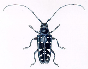 asian long horned beetle