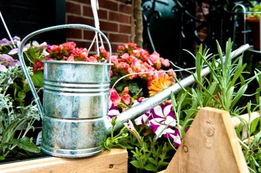 brooklyn container gardening sevilla red rose lavender