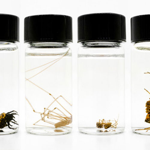 Julian Montague’s Secondary Occupants Collected & Observed, 2010 (above) Specimen Vials 1, 2008.