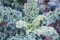 Kale Vates Dwarf Blue_lg