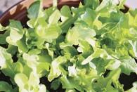 lettuce-baby oak leaf_lg