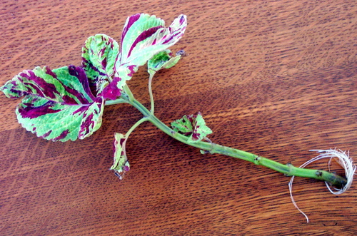 coleus_cutting_2