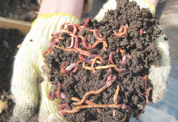 Red Wiggler worms, the magic ingredient in composting. Photo by Lisette Johnson