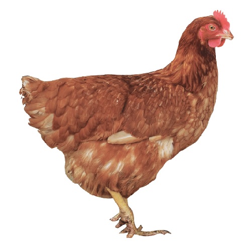 a very beautiful chicken