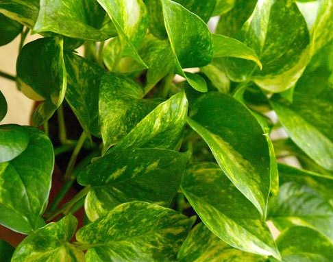 Golden pothos (Scindapsus aures) Another powerful plant for tackling formaldehyde, this fast-growing vine will create a cascade of green from a hanging basket. Consider it for your garage since car exhaust is filled with formaldehyde. (Bonus: Golden pothos, also know as devil’s ivy, stays green even when kept in the dark.)