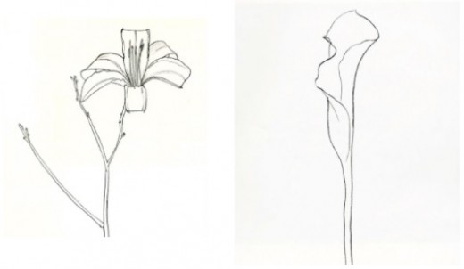 Plant Drawings by Ellsworth Kelly